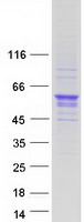 OLFML3 Protein - Purified recombinant protein OLFML3 was analyzed by SDS-PAGE gel and Coomassie Blue Staining