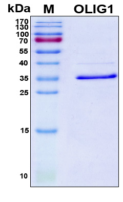 OLIG1 Protein