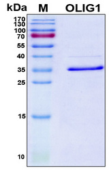 OLIG1 Protein