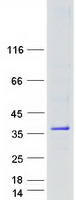 OLIG1 Protein - Purified recombinant protein OLIG1 was analyzed by SDS-PAGE gel and Coomassie Blue Staining