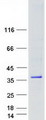 OLIG1 Protein - Purified recombinant protein OLIG1 was analyzed by SDS-PAGE gel and Coomassie Blue Staining