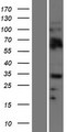 OLIG2 Protein - Western validation with an anti-DDK antibody * L: Control HEK293 lysate R: Over-expression lysate