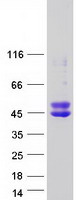 OLIG2 Protein - Purified recombinant protein OLIG2 was analyzed by SDS-PAGE gel and Coomassie Blue Staining
