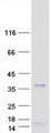 OLIG3 Protein - Purified recombinant protein OLIG3 was analyzed by SDS-PAGE gel and Coomassie Blue Staining