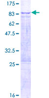 OMA1 Protein - 12.5% SDS-PAGE of human OMA1 stained with Coomassie Blue