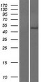 OMD / Osteomodulin Protein - Western validation with an anti-DDK antibody * L: Control HEK293 lysate R: Over-expression lysate