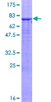 OMG / OMGP Protein - 12.5% SDS-PAGE of human OMG stained with Coomassie Blue