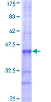 OMG / OMGP Protein - 12.5% SDS-PAGE Stained with Coomassie Blue.