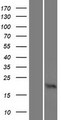 OMP Protein - Western validation with an anti-DDK antibody * L: Control HEK293 lysate R: Over-expression lysate