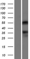 ONECUT2 / OC2 Protein - Western validation with an anti-DDK antibody * L: Control HEK293 lysate R: Over-expression lysate