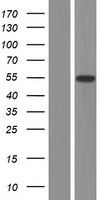 ONECUT3 / OC3 Protein - Western validation with an anti-DDK antibody * L: Control HEK293 lysate R: Over-expression lysate