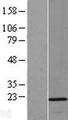 OPA3 Protein - Western validation with an anti-DDK antibody * L: Control HEK293 lysate R: Over-expression lysate