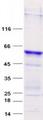 OPCML / OBCAM Protein