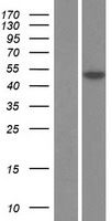 OPG / Osteoprotegerin Protein - Western validation with an anti-DDK antibody * L: Control HEK293 lysate R: Over-expression lysate