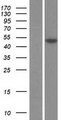 OPG / Osteoprotegerin Protein - Western validation with an anti-DDK antibody * L: Control HEK293 lysate R: Over-expression lysate