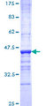 OPHN1 Protein - 12.5% SDS-PAGE Stained with Coomassie Blue.