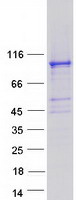 OPHN1 Protein - Purified recombinant protein OPHN1 was analyzed by SDS-PAGE gel and Coomassie Blue Staining