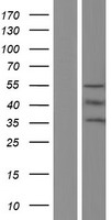 OPN4 / Melanopsin Protein - Western validation with an anti-DDK antibody * L: Control HEK293 lysate R: Over-expression lysate