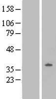 OPRL1 / ORL1 Protein - Western validation with an anti-DDK antibody * L: Control HEK293 lysate R: Over-expression lysate
