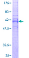 OPRL1 / ORL1 Protein - 12.5% SDS-PAGE of human OPRL1 stained with Coomassie Blue