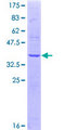 OPRL1 / ORL1 Protein - 12.5% SDS-PAGE Stained with Coomassie Blue.