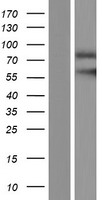 OPRM1 / Mu Opioid Receptor Protein - Western validation with an anti-DDK antibody * L: Control HEK293 lysate R: Over-expression lysate