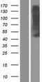 OPRM1 / Mu Opioid Receptor Protein - Western validation with an anti-DDK antibody * L: Control HEK293 lysate R: Over-expression lysate