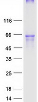 OPRM1 / Mu Opioid Receptor Protein - Purified recombinant protein OPRM1 was analyzed by SDS-PAGE gel and Coomassie Blue Staining