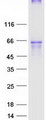 OPRM1 / Mu Opioid Receptor Protein - Purified recombinant protein OPRM1 was analyzed by SDS-PAGE gel and Coomassie Blue Staining