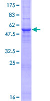 OPRS1 / SIGMAR1 Protein - 12.5% SDS-PAGE of human OPRS1 stained with Coomassie Blue
