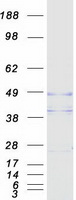 OPTC / Opticin Protein - Purified recombinant protein OPTC was analyzed by SDS-PAGE gel and Coomassie Blue Staining