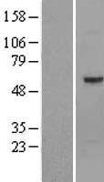OPTIMEDIN / OLFM3 Protein - Western validation with an anti-DDK antibody * L: Control HEK293 lysate R: Over-expression lysate