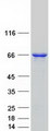 OPTN / Optineurin Protein - Purified recombinant protein OPTN was analyzed by SDS-PAGE gel and Coomassie Blue Staining