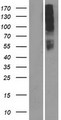 OR10AD1 Protein - Western validation with an anti-DDK antibody * L: Control HEK293 lysate R: Over-expression lysate