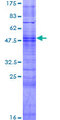 OR10AG1 Protein - 12.5% SDS-PAGE of human OR10AG1 stained with Coomassie Blue
