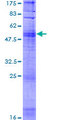 OR10H1 Protein - 12.5% SDS-PAGE of human OR10H1 stained with Coomassie Blue
