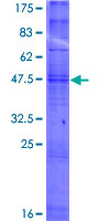 OR10H2 Protein - 12.5% SDS-PAGE of human OR10H2 stained with Coomassie Blue