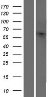 OR10H4 Protein - Western validation with an anti-DDK antibody * L: Control HEK293 lysate R: Over-expression lysate