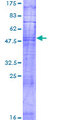 OR10K1 Protein - 12.5% SDS-PAGE of human OR10K1 stained with Coomassie Blue