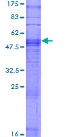 OR10Q1 Protein - 12.5% SDS-PAGE of human OR10Q1 stained with Coomassie Blue
