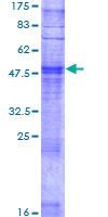 OR10X1 Protein - 12.5% SDS-PAGE of human OR10X1 stained with Coomassie Blue