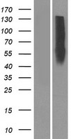 OR10Z1 Protein - Western validation with an anti-DDK antibody * L: Control HEK293 lysate R: Over-expression lysate