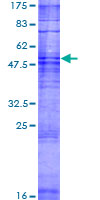 OR10Z1 Protein - 12.5% SDS-PAGE of human OR10Z1 stained with Coomassie Blue