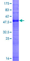 OR12D3 Protein - 12.5% SDS-PAGE of human OR12D3 stained with Coomassie Blue