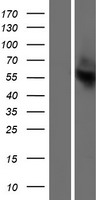 OR13C2 Protein - Western validation with an anti-DDK antibody * L: Control HEK293 lysate R: Over-expression lysate