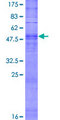 OR13C3 Protein - 12.5% SDS-PAGE of human OR13C3 stained with Coomassie Blue