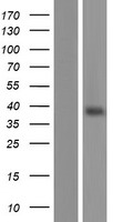 OR13C8 Protein - Western validation with an anti-DDK antibody * L: Control HEK293 lysate R: Over-expression lysate