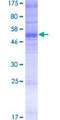 OR13C8 Protein - 12.5% SDS-PAGE of human OR13C8 stained with Coomassie Blue