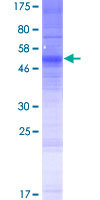 OR13C9 Protein - 12.5% SDS-PAGE of human OR13C9 stained with Coomassie Blue