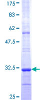 OR13D1 Protein - 12.5% SDS-PAGE Stained with Coomassie Blue.